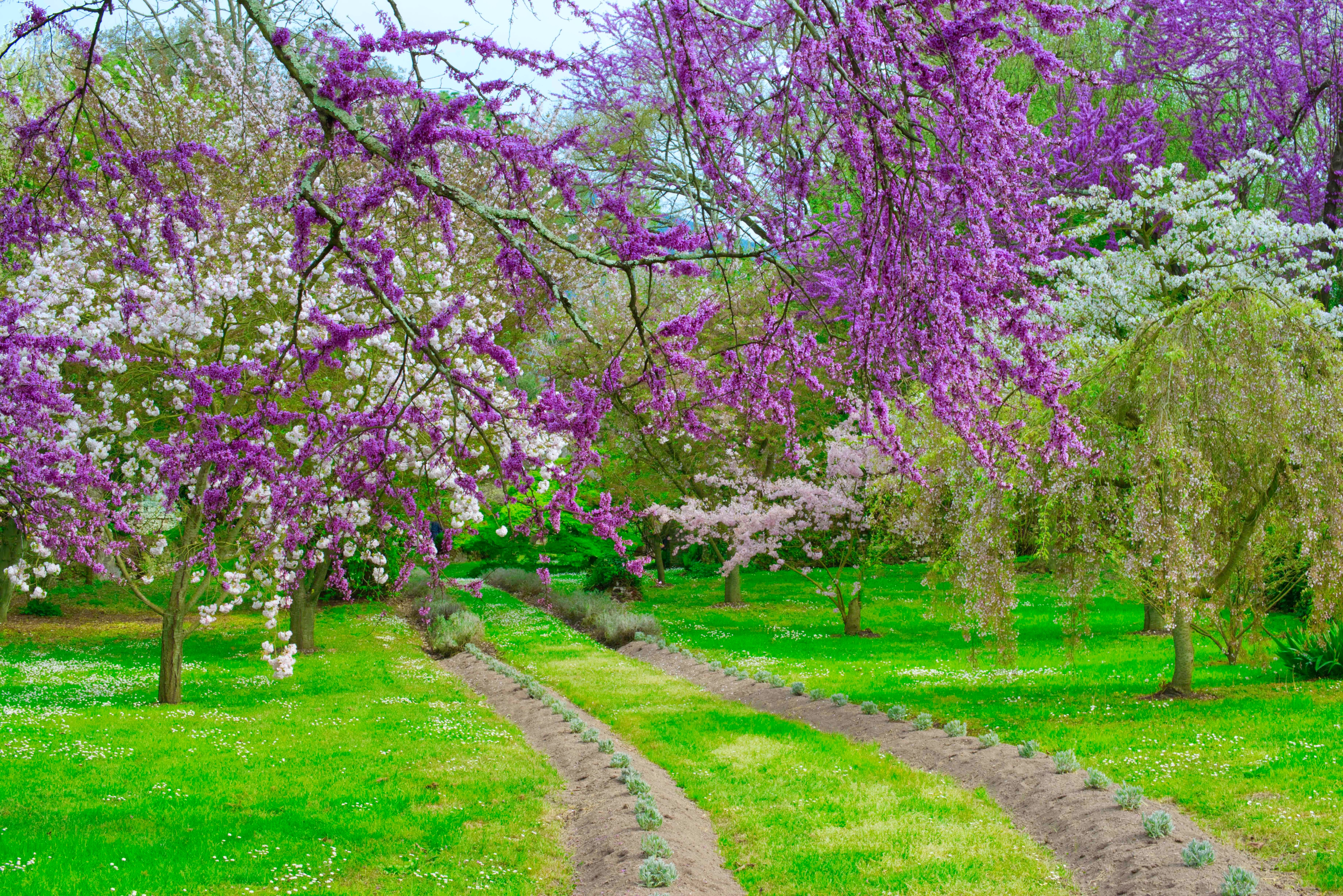 Judas Tree